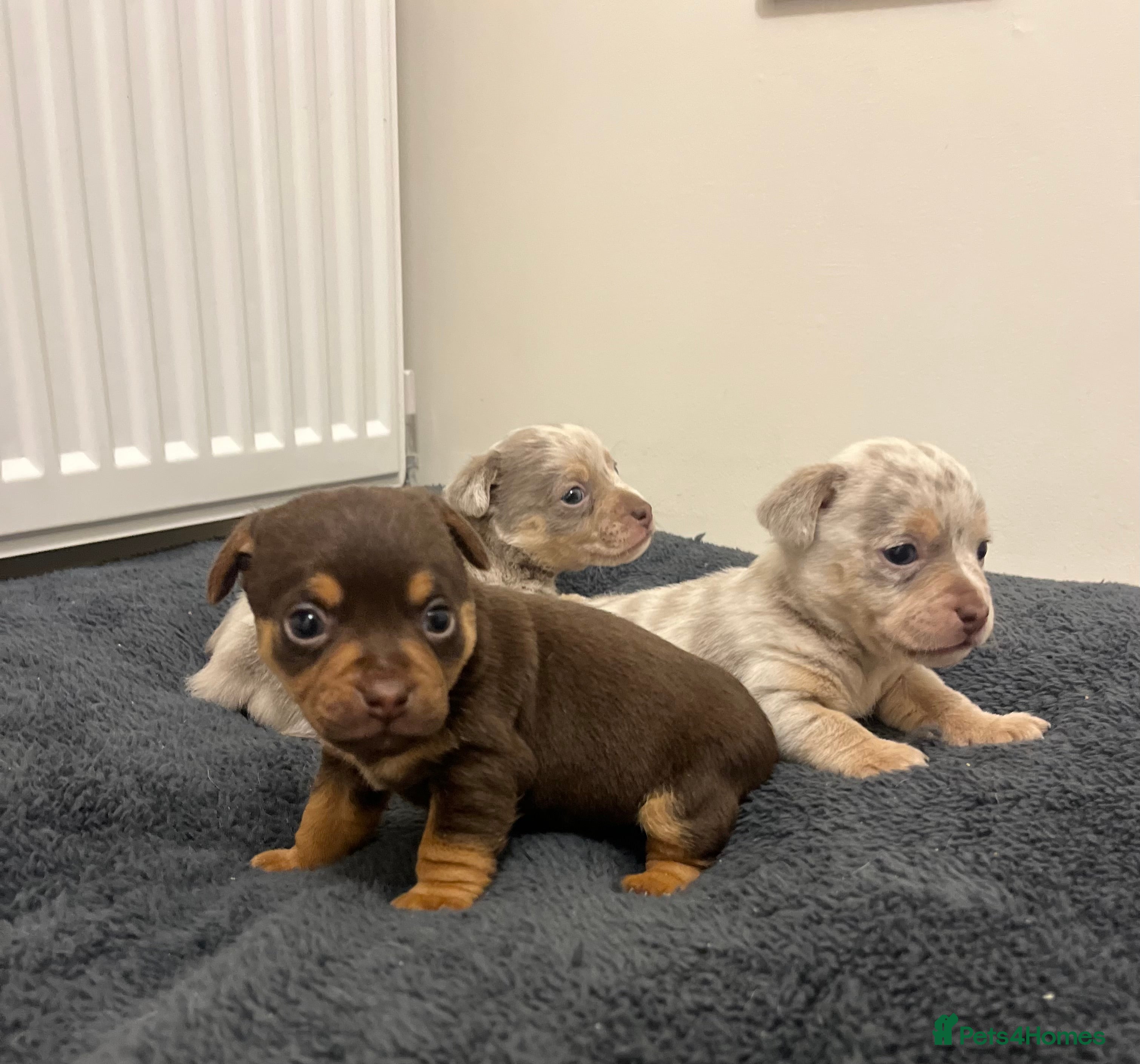 Jack Russell dogs Stunning Lilac Merle/chocolate jack Russel puppies - Advert 10