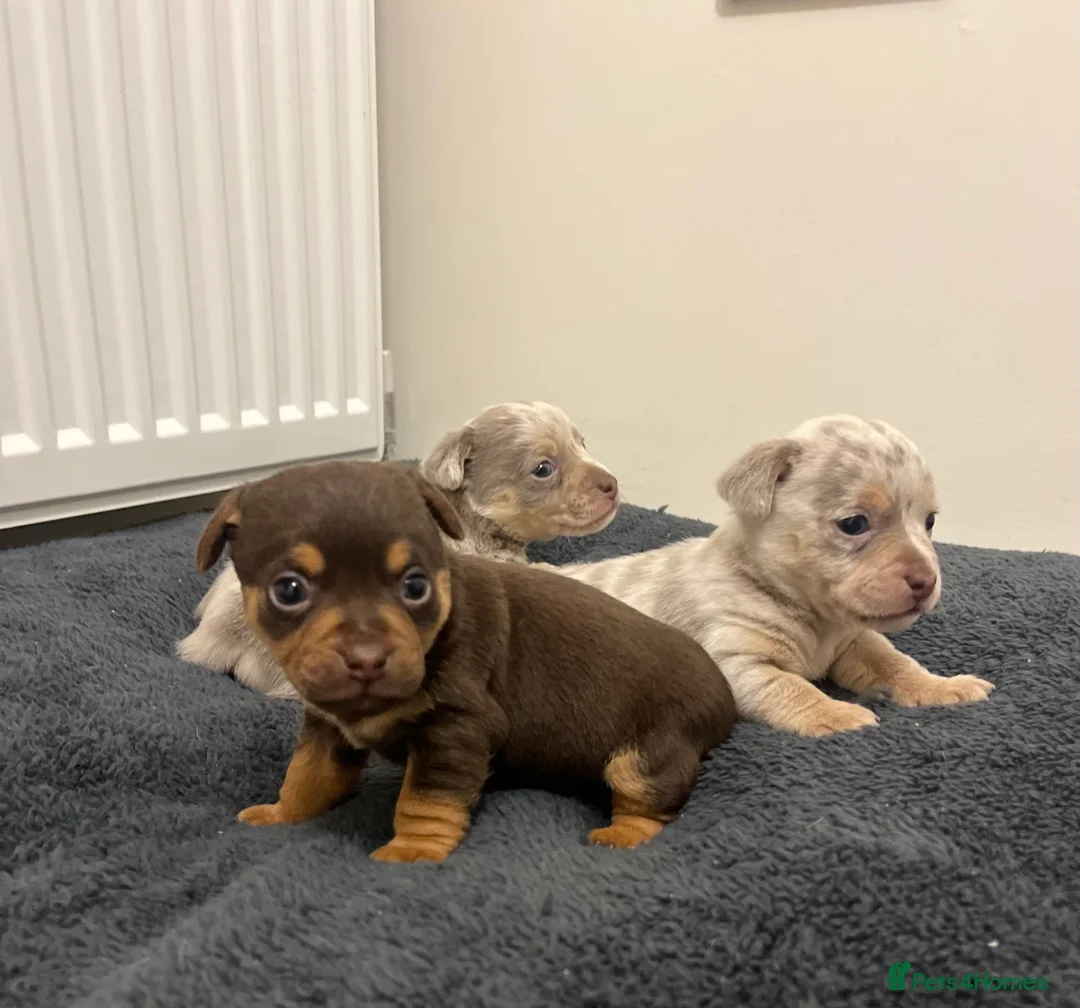 Jack Russell dogs for sale: Stunning Lilac Merle/chocolate jack Russel puppies - Advert 1