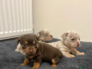 Jack Russell dogs Stunning Lilac Merle/chocolate jack Russel puppies - Advert 10