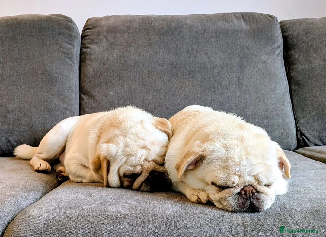 Pug dogs for sale: Pug Mother & Son: Flexible Rehoming, Family Raised - Advert 1