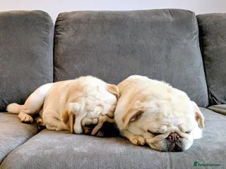 Pug dogs Pug Mother & Son: Flexible Rehoming, Family Raised - Advert 2