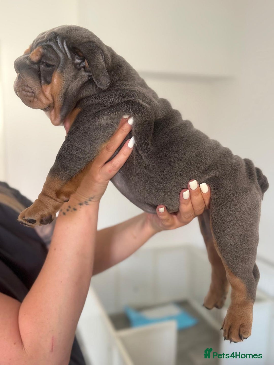 English Bulldog dogs for sale: Stunning KC Registered English Bulldog Puppies - Image 12