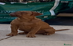 Dogue De Bordeaux dogs for sale: Male and female dogue de bordeaux puppies  - Advert 4