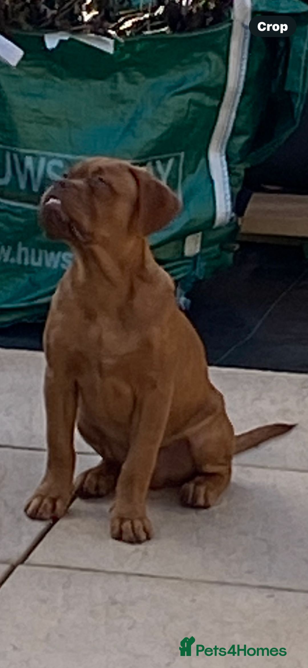Dogue De Bordeaux dogs for sale: Male and female dogue de bordeaux puppies  - Advert 4