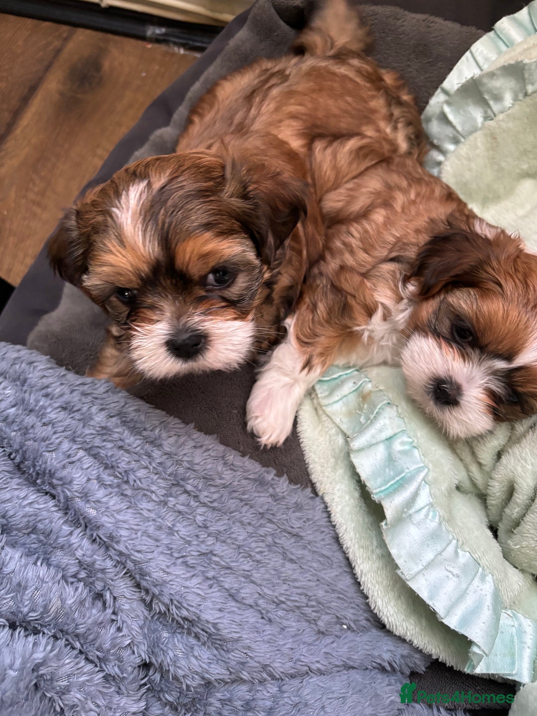 Mixed Breed dogs for sale: SHIH TZU Mix  - Image 1