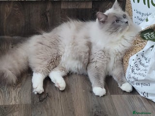 Ragdoll cats in Farnborough - Advert 18