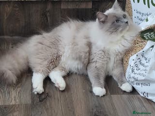 Ragdoll cats TICA Active blue mitted *True Mink*stud DNA TESTED in Farnborough - Advert 13