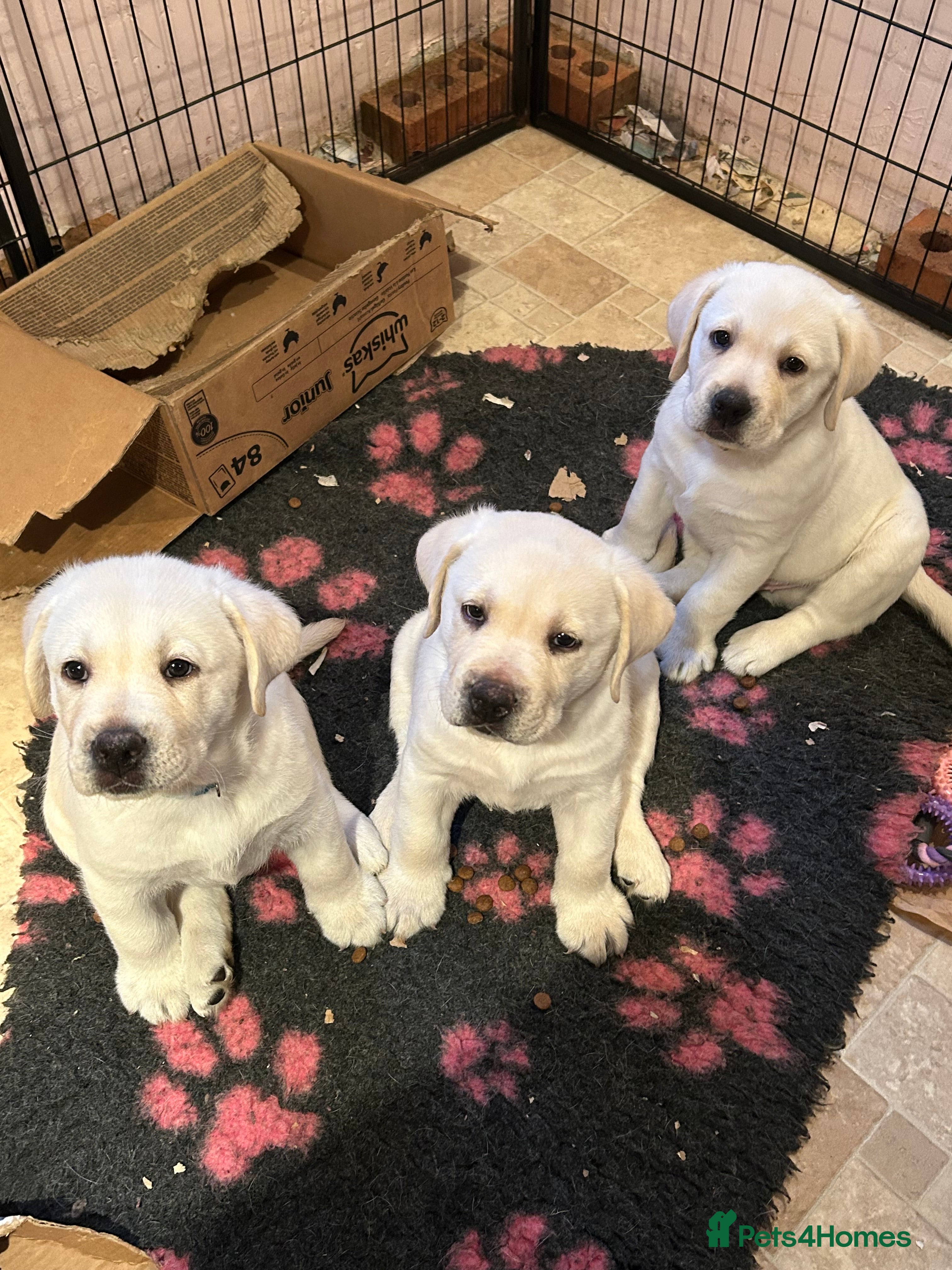 Labrador Retriever dogs Beautiful show labradors for sale  - Advert 8