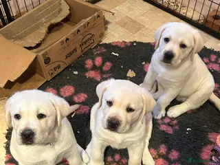 Labrador Retriever dogs Beautiful show labradors for sale - Advert 1