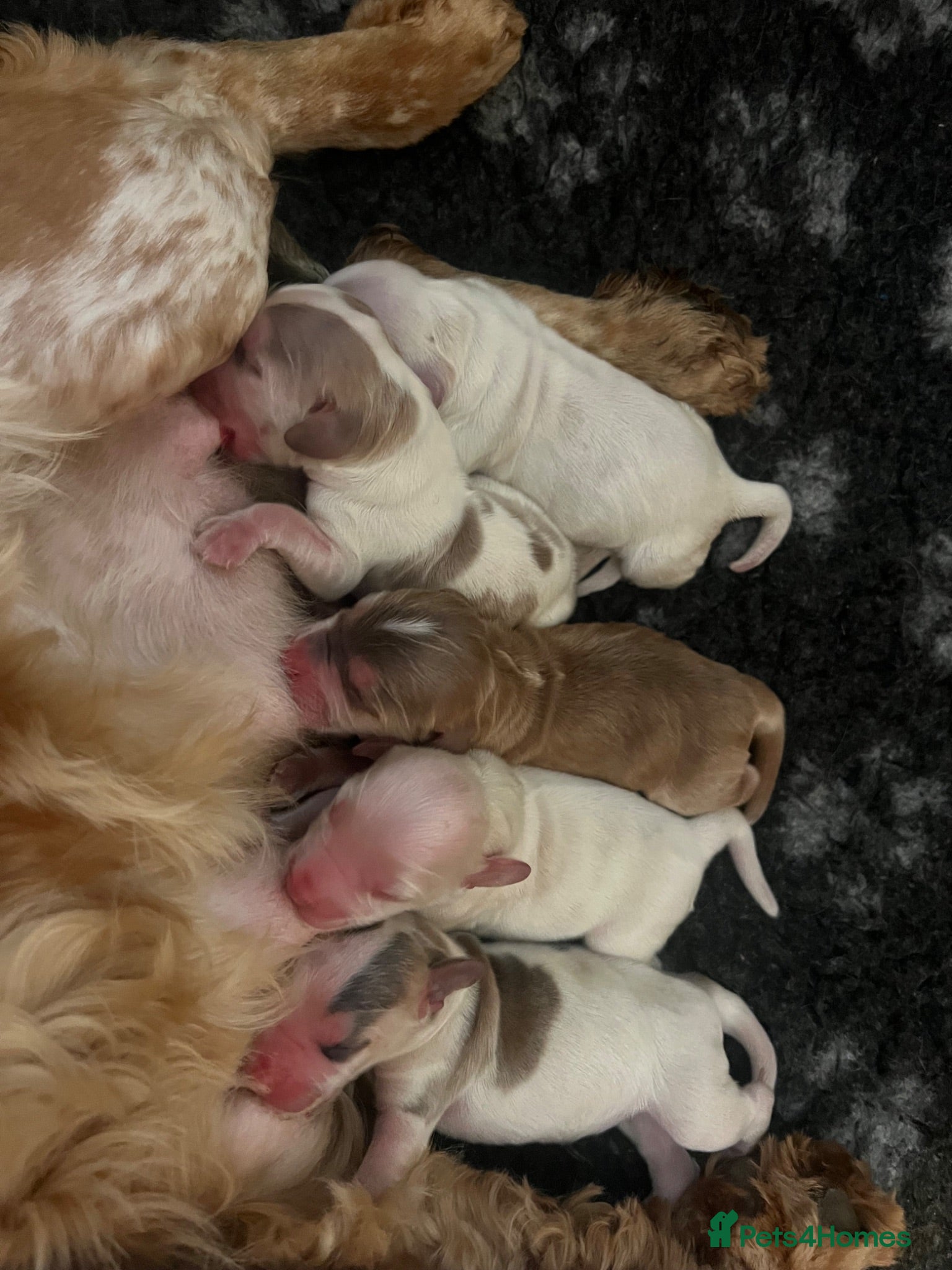 Cocker Spaniel dogs Puppies due September Show type KC reg vaccinated - Advert 2
