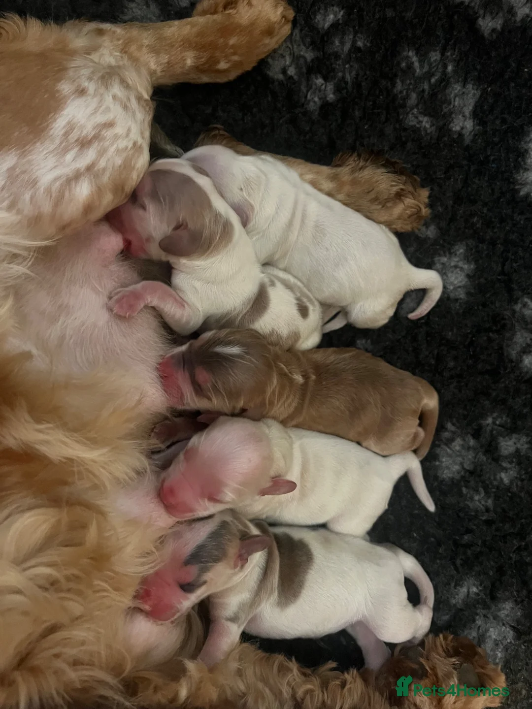 Cocker Spaniel dogs for sale: 🐶Show type KC reg vaccinated READY SOON  - Advert 13