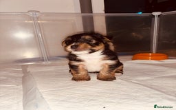 Mixed Breed dogs for sale: Shorkie cross pups for sale! in Alfreton - Image 7
