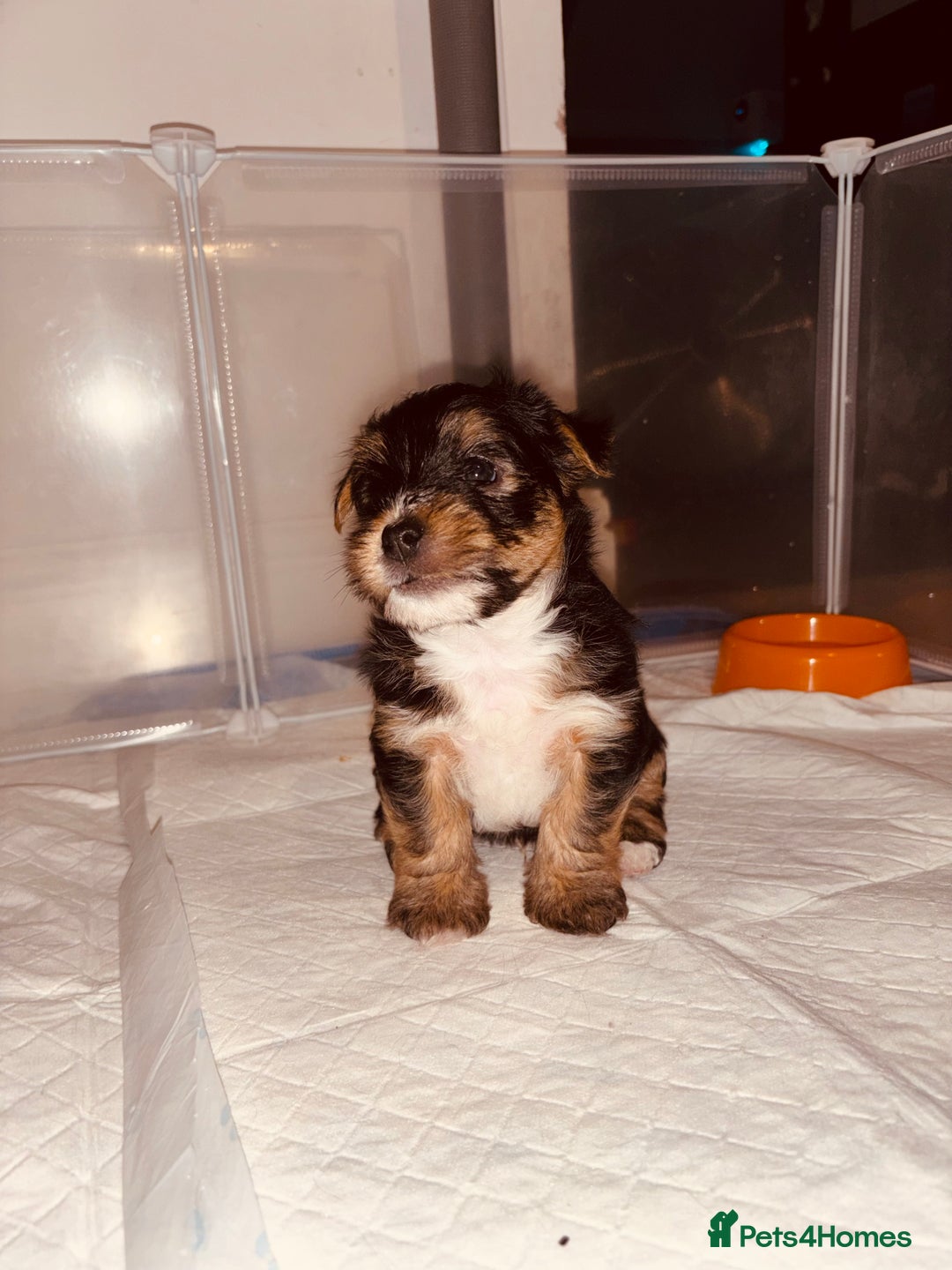 Mixed Breed dogs for sale: Shorkie cross pups for sale! in Alfreton - Image 7