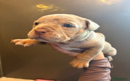 American Bully dogs for sale: ABKC Pocket Bully’s  - Image 4