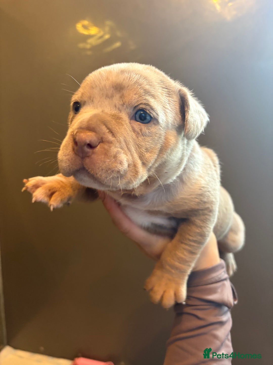 American Bully dogs for sale: ABKC Pocket Bully’s  - Image 4