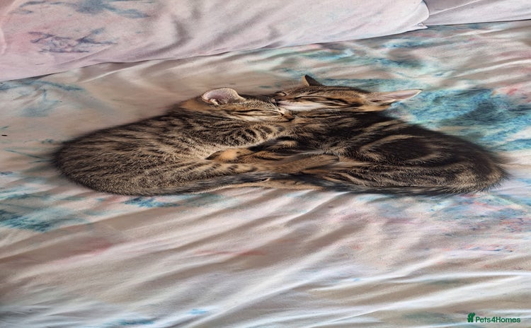 Mixed Breed cats - Advert 2