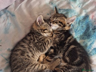 Mixed Breed cats for sale - Advert 1