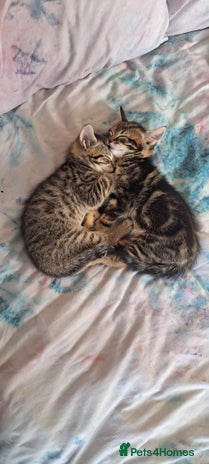 Mixed Breed cats - Advert 1