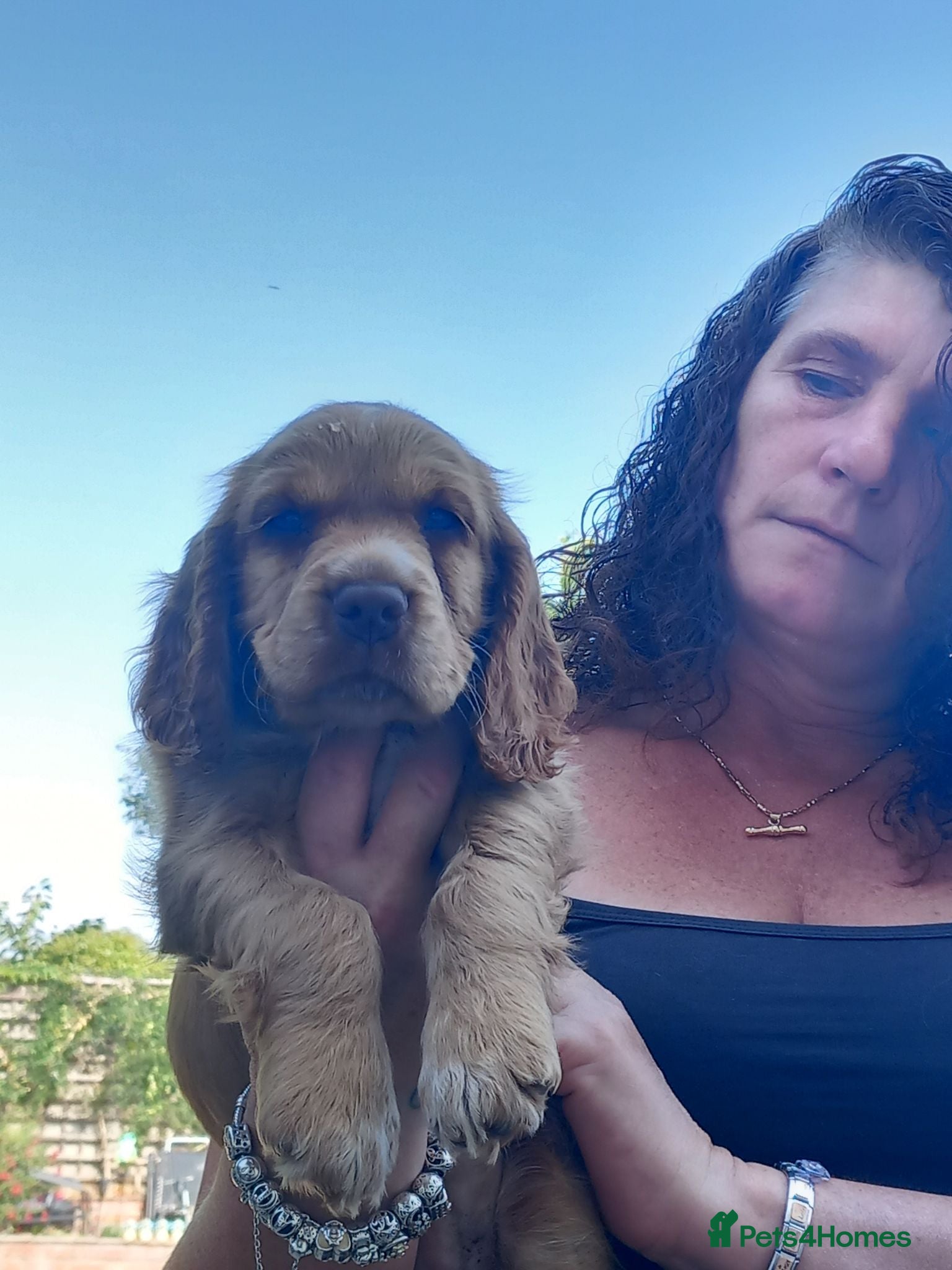 Cocker Spaniel dogs Cocker spaneil puppies  - Advert 2