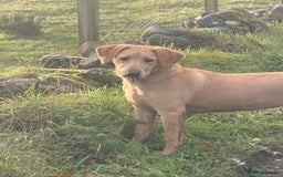 Labrador Retriever dogs for sale: Cracking Female Labrador - Advert 1