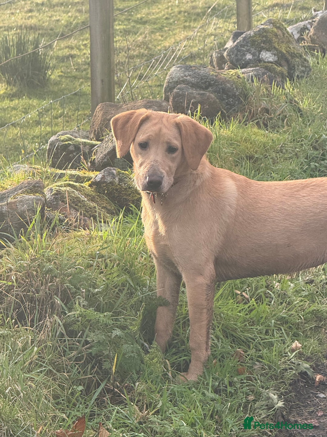 Labrador Retriever dogs for sale: Cracking Female Labrador - Advert 1