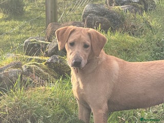 Labrador Retriever dogs Cracking Female Labrador - Advert 5