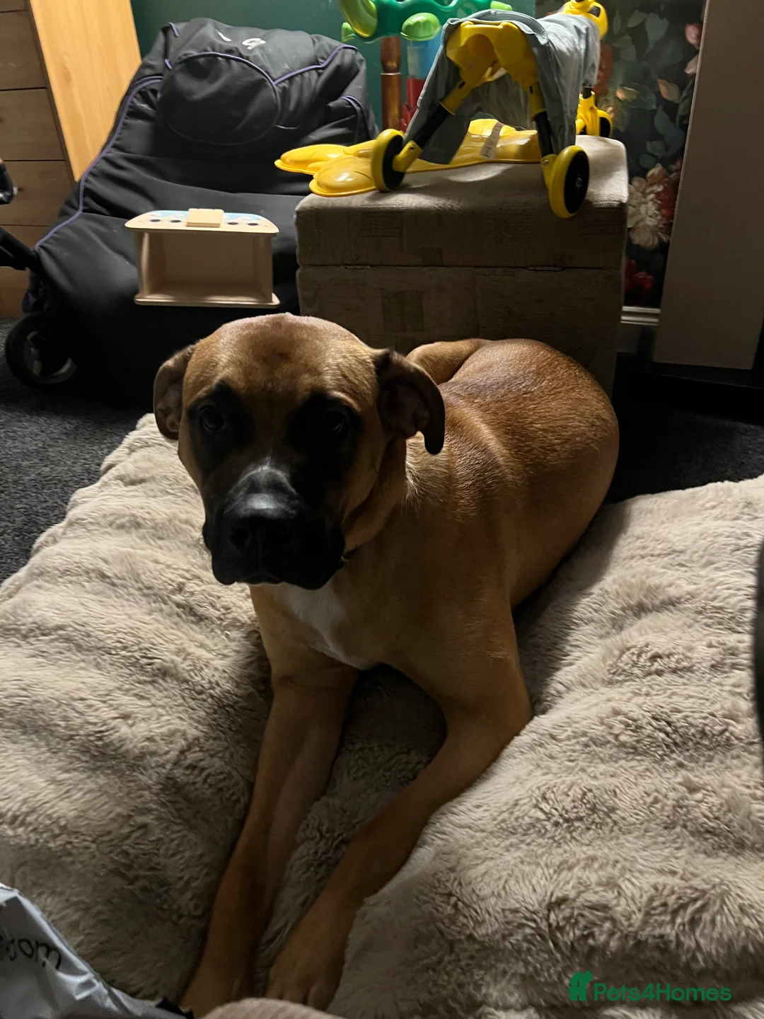 Bullmastiff dogs for sale: URGENT HOME NEEDED!!! - Advert 4