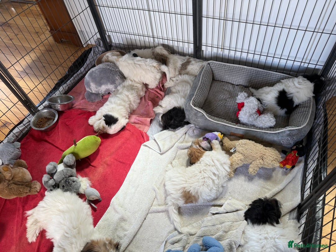Coton De Tulear dogs for sale: Beautiful Coton de Tulear Puppies - Image 13