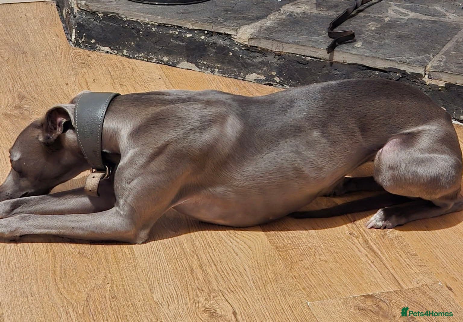 Whippet dogs Kc reg whippet pups  in Swansea - Advert 1