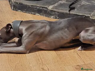 Whippet dogs Kc reg whippet pups in Swansea - Advert 1