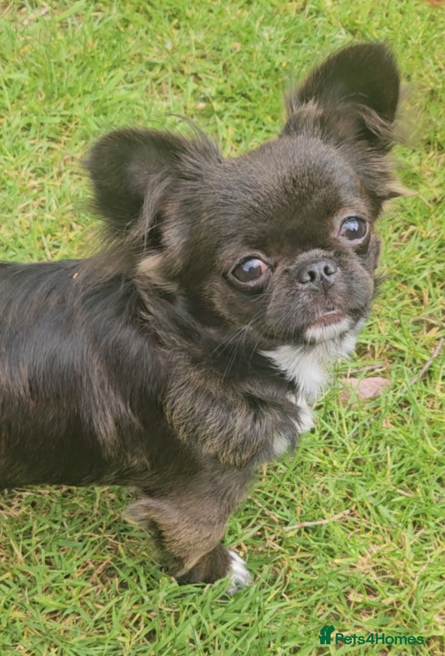 Chihuahua dogs Kennelclub licensed breeder, longhair chihuahua  - Advert 2