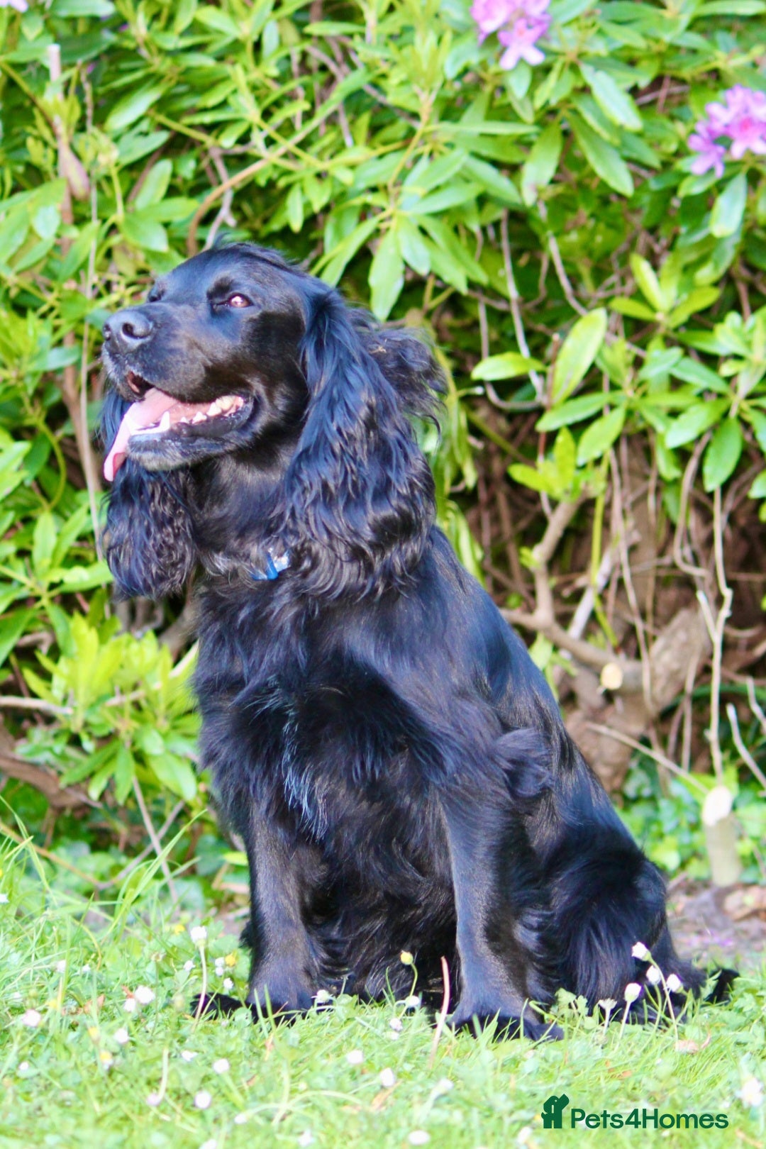 Cocker Spaniel dogs Dog for STUD  - Advert 7