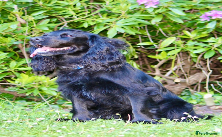 Cocker Spaniel dogs - Advert 1