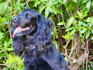 Cocker Spaniel dogs - Advert 7