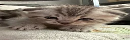 Scottish Fold cats for sale: Adorable Scottish Fold & Straight Kittens  - Advert 9