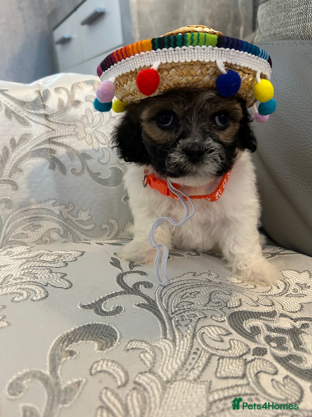 Mixed Breed dogs for sale: La Chon Puppies!  - Image 9