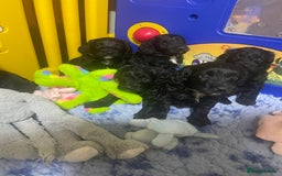 Sproodle dogs for sale: F1 Miniature Sproodles from Health Tested Parents. - Image 2