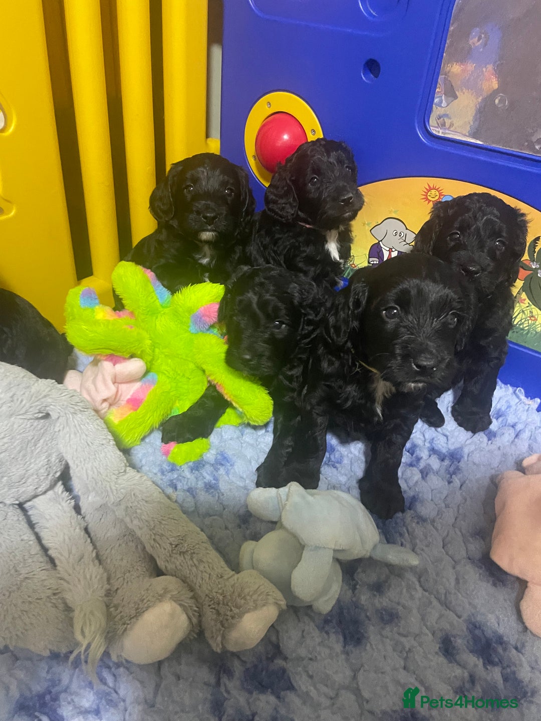 Sproodle dogs for sale: F1 Miniature Sproodles from Health Tested Parents. - Image 2