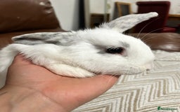 Mixed Breed rabbits for sale: Mixed bunnies - Image 5