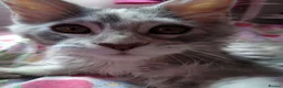 Maine Coon cats for sale: Main Coon 🐈 kittens already now  - Advert 11