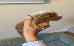Cocker Spaniel dogs for sale: 🐶Cocker Spaniel Pups Looking for Forever Family🐶 - Image 21