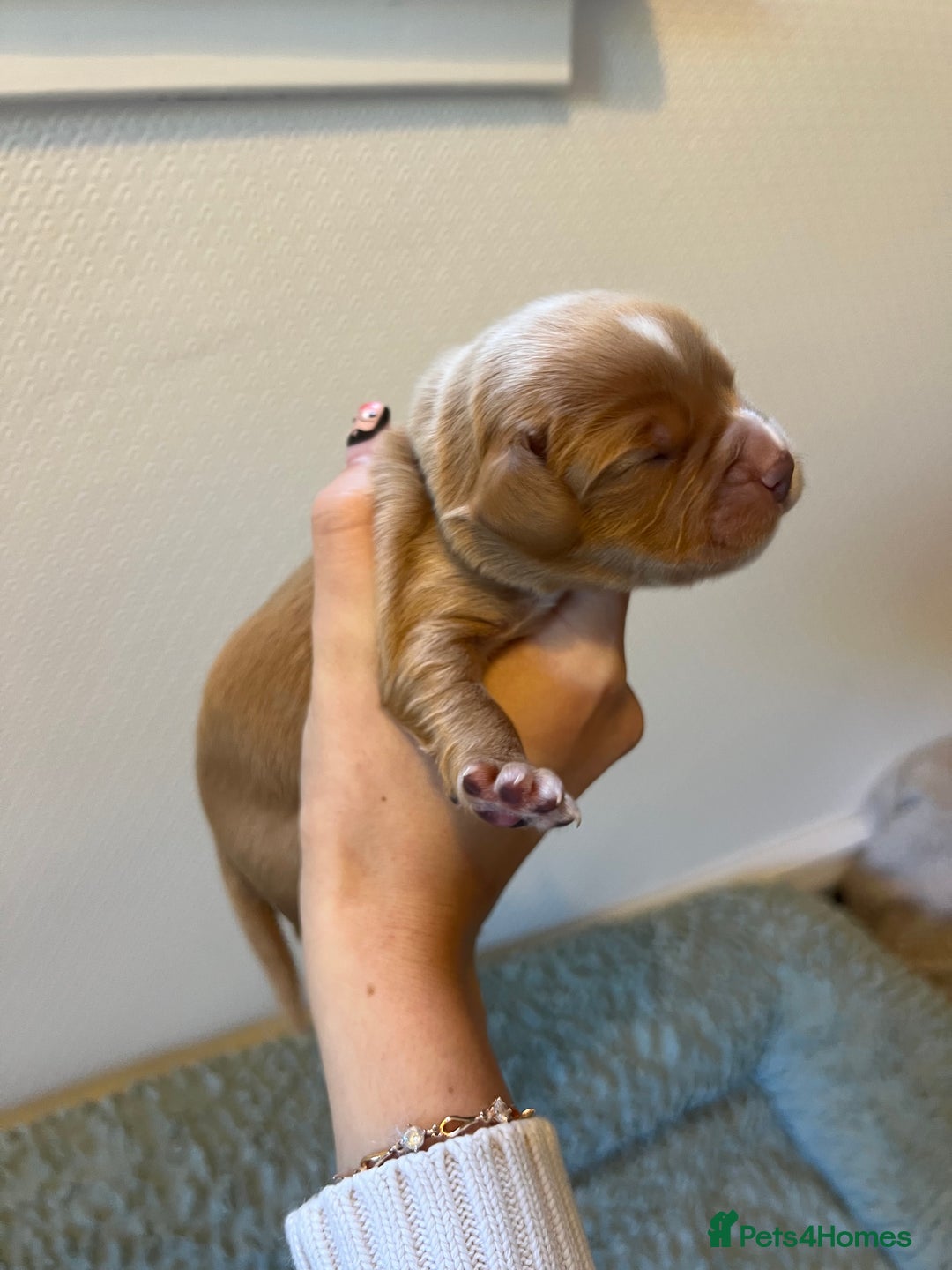 Cocker Spaniel dogs for sale: 🐶Cocker Spaniel Pups Looking for Forever Family🐶 - Image 21