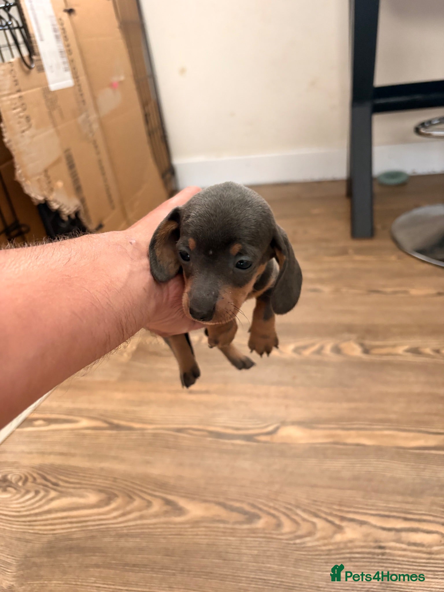 Miniature Dachshund dogs Miniature dashounds  - Advert 6