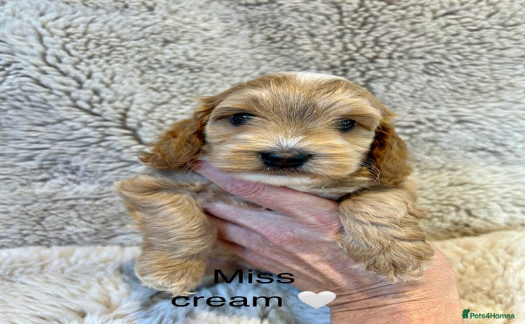 Cockapoo dogs - Advert 2