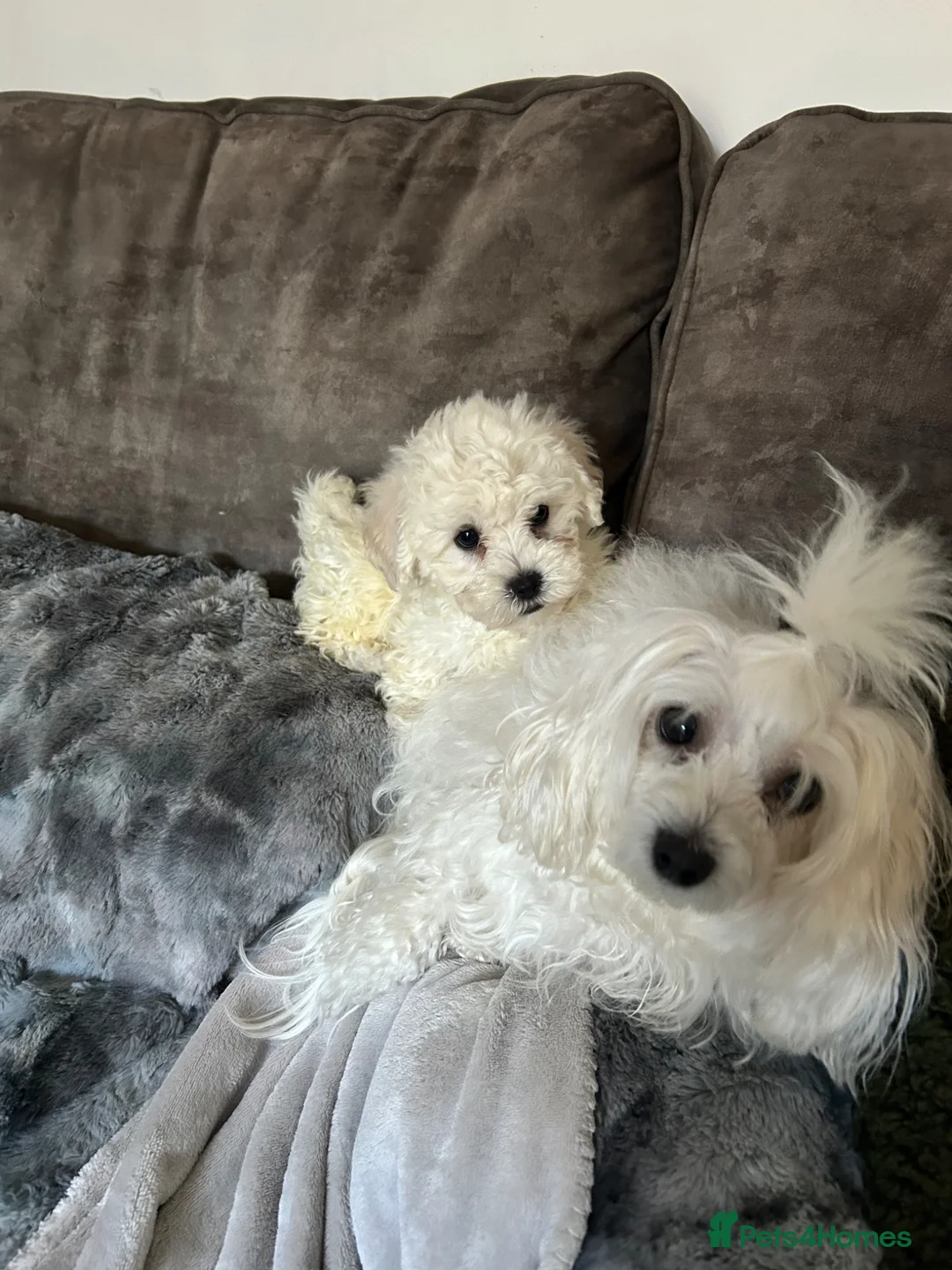 Bichon Frise dogs for sale: Bichon Maltese boy - Advert 4