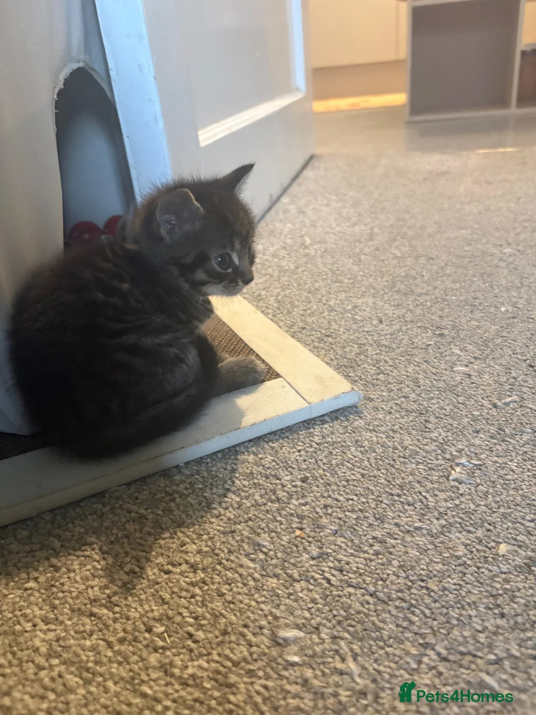 Mixed Breed cats for sale: Lovely tabby kittens  - Advert 2