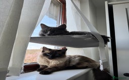 Ragdoll cats for sale: 2 Ragdolls M/F - Image 4