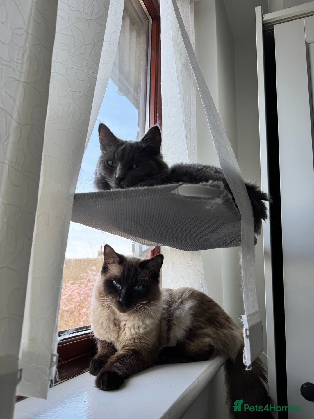 Ragdoll cats for sale: 2 Ragdolls M/F - Image 4