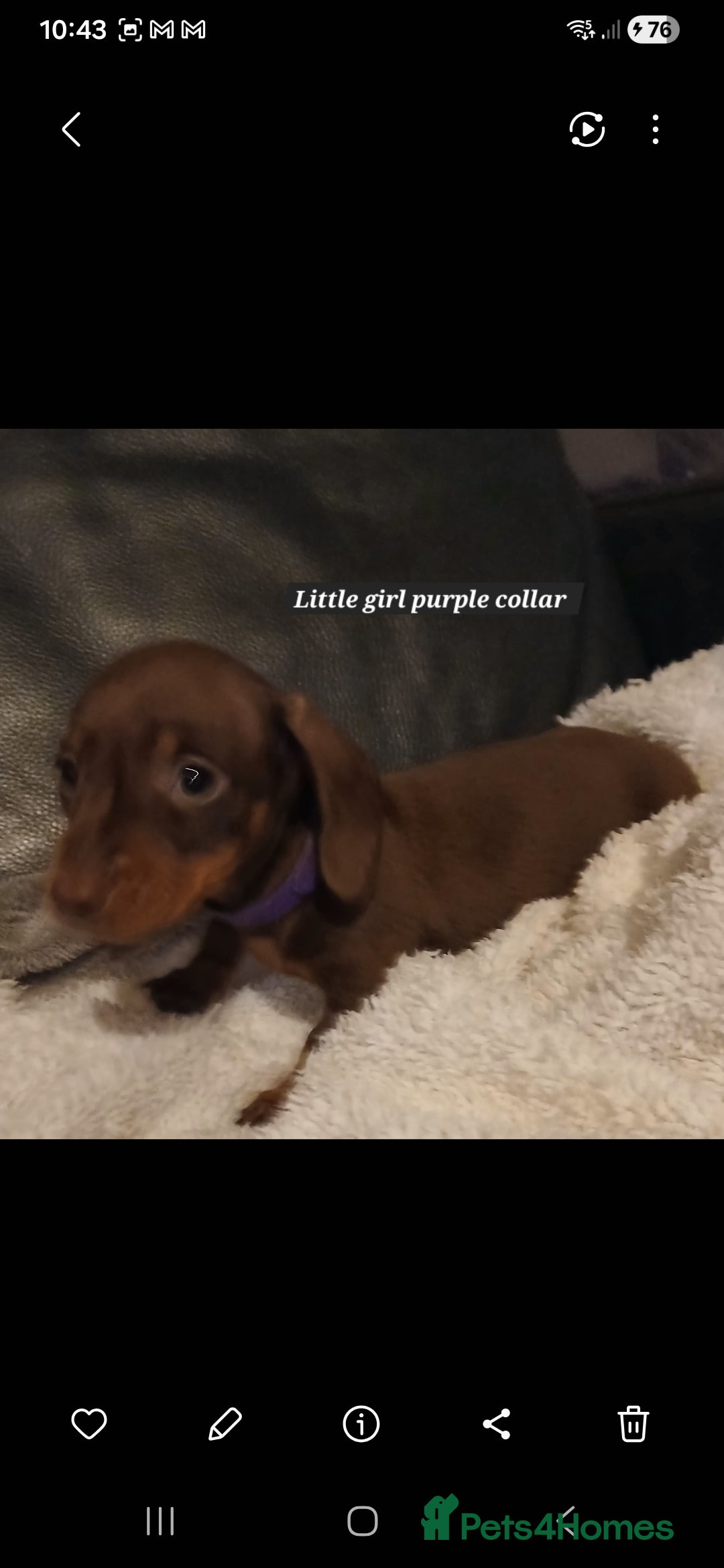 Miniature Dachshund dogs LAST lITTLE GIRL FULLY VACCINATED, KC Reg pups - Advert 16