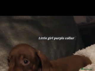 Miniature Dachshund dogs LAST lITTLE GIRL FULLY VACCINATED, KC Reg pups - Advert 16